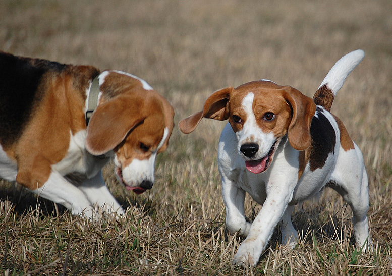 beagle'owisko