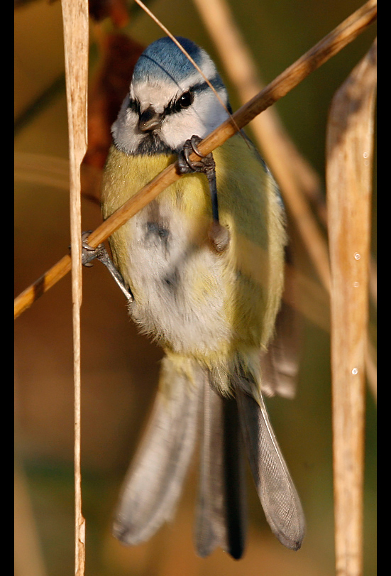 Parus caeruleus