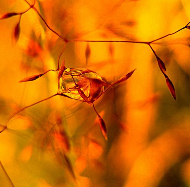 Amber neckless