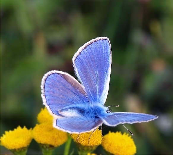 Polyommatus escheri, samiec