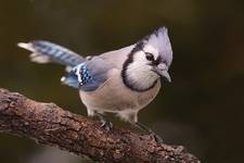 blue jay