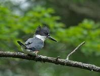 Belted Kingfisher