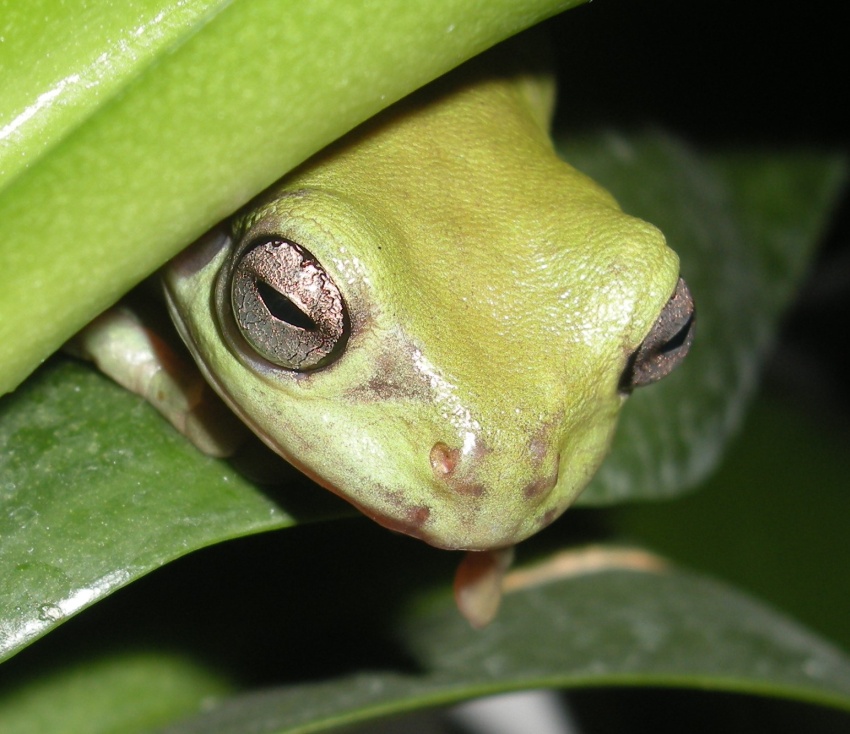 litoria 1