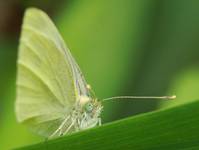 Cabbage White