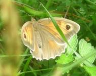 motyl w trawie