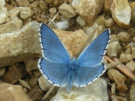 niebieski motylek