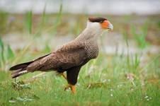 Caracara planus