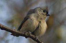 Sikorka dwubarwna, Parus bicolor, Tufted Titmouse