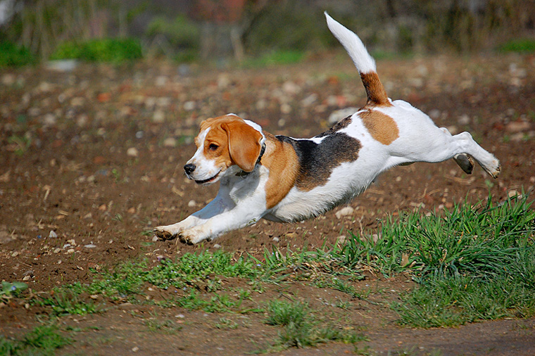 beagle'ica-latawica