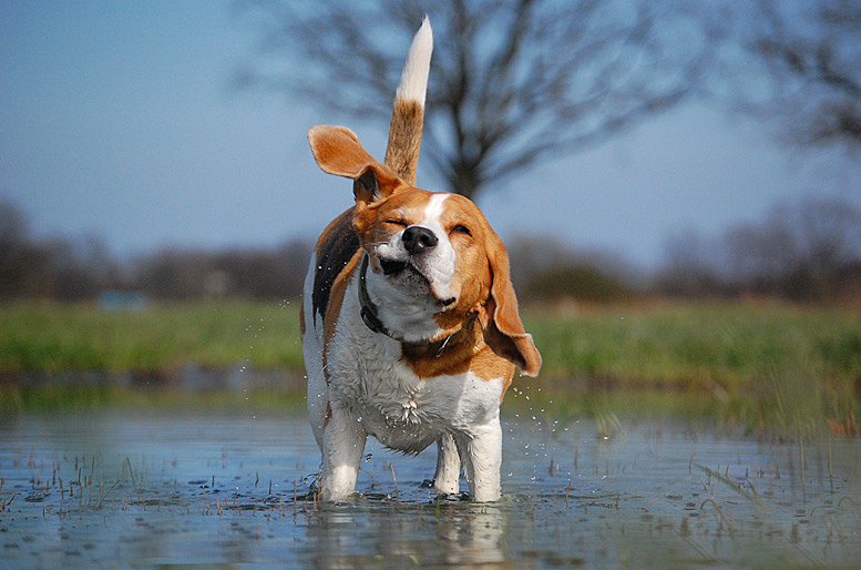 beagle'o-trzep