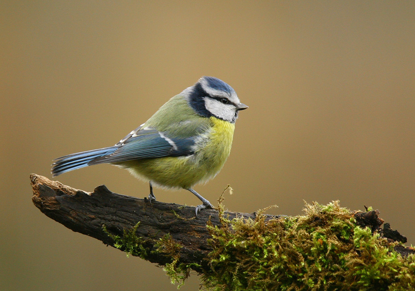 Sikorka modraszka Cyanistes caeruleus