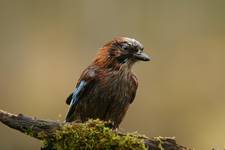 Sójka Garrulus glandarius