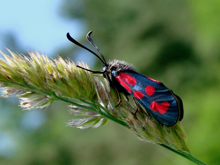 Zygaena loti