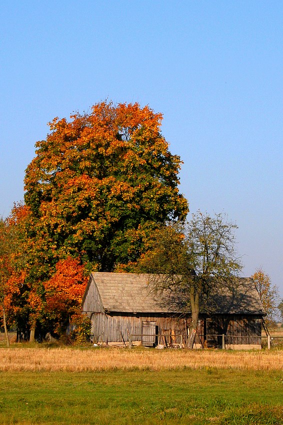 widoczek