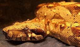 Boa constrictor