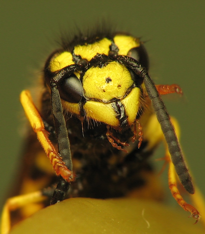 Polistes sp. (Klecanka)