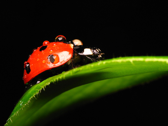 Coccinella septempunctacta(biedronka)