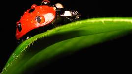 Coccinella septempunctacta(biedronka)