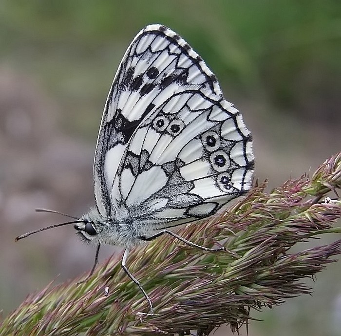 polowiec szachownica