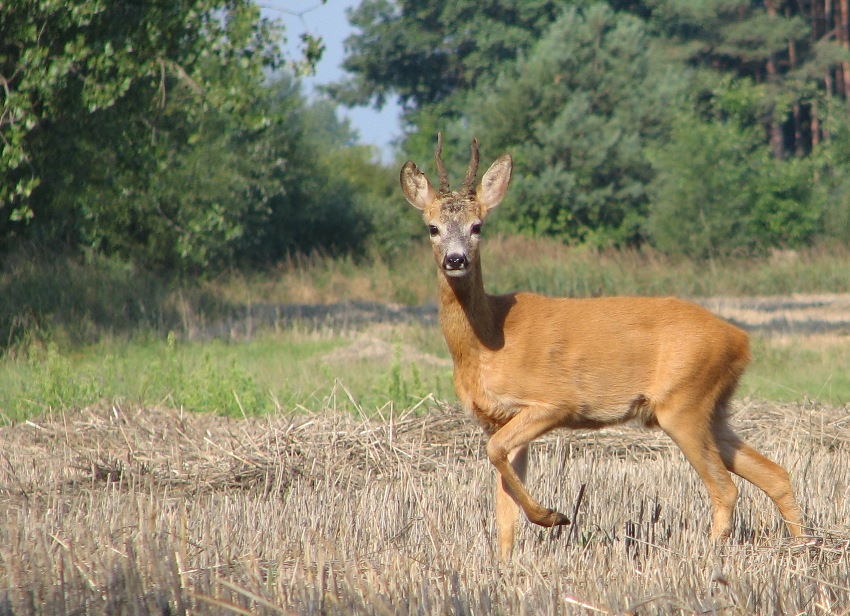 Kozioł