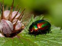 Chrysolina fastuosa