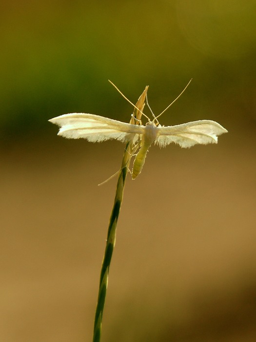 Śnieżynka