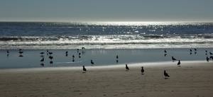 Muir Beach