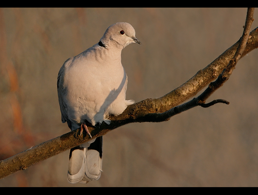 Streptopelia decaocto