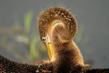 ANHINGA