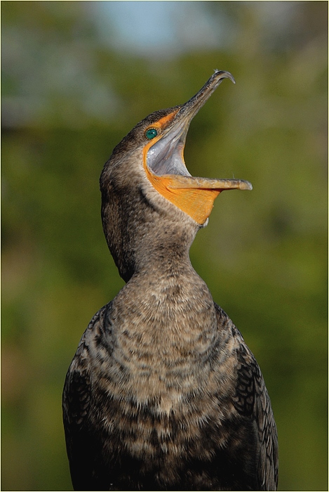 portret kormorana