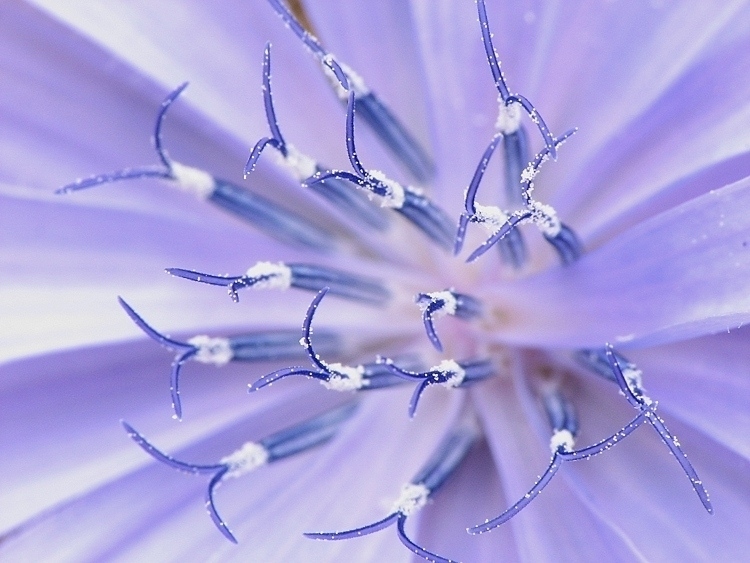 Cichorium intybus L.(Cykoria podróżnik)