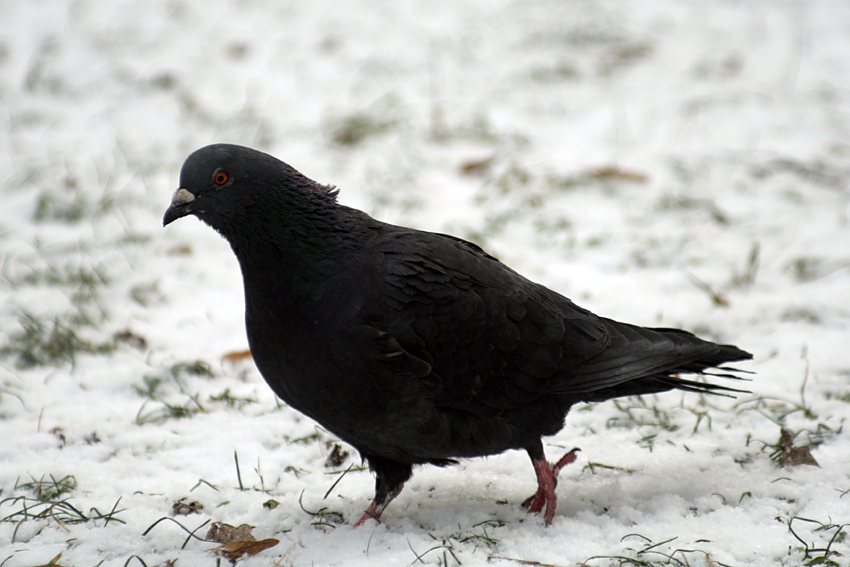 Gołąb miejski (Columba livia forma urbana)