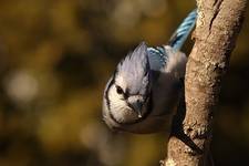 blue jay