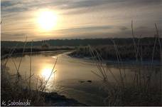 narew