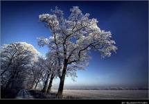 ~ Beauty of Winter II ~