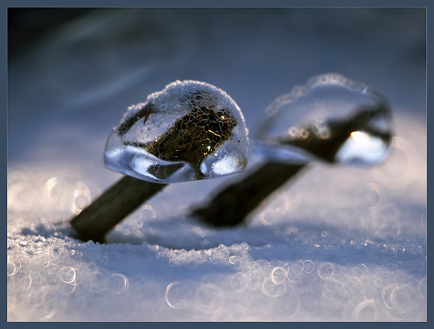 Ice Mushrooms