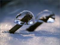 Ice Mushrooms