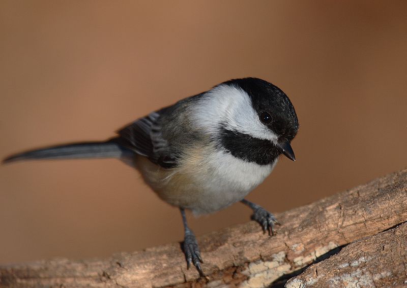 Black-capped Chickadee