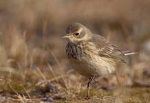 American Pipit