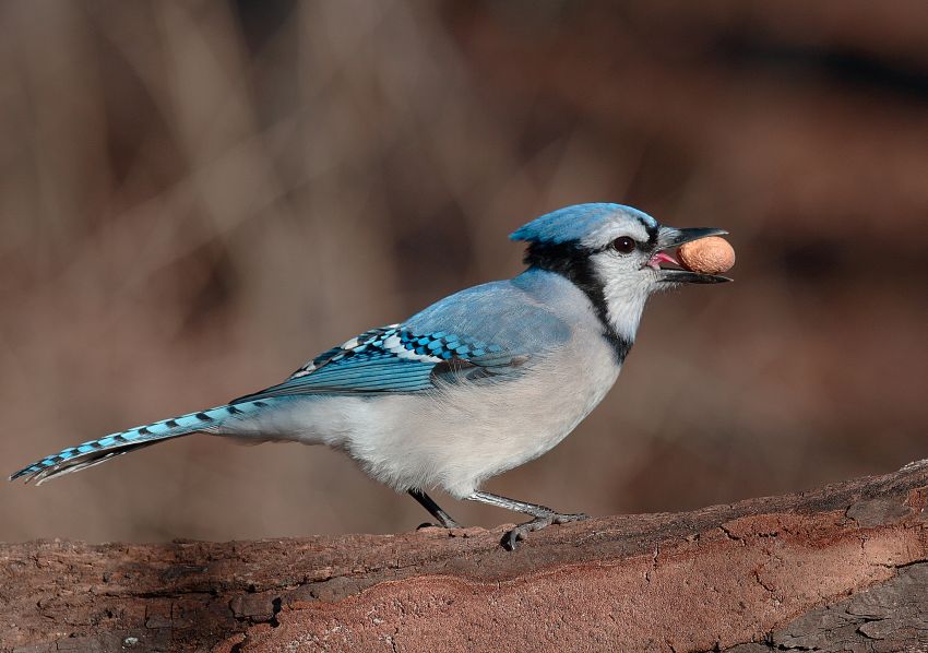 Blue Jay