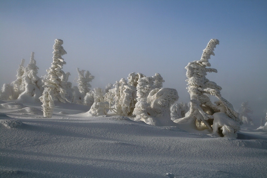 Śniegolepy we mgle...