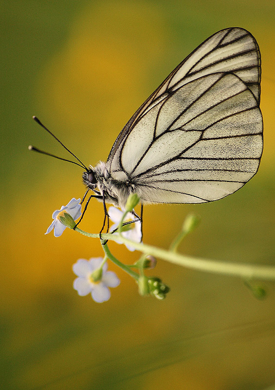 Motyl