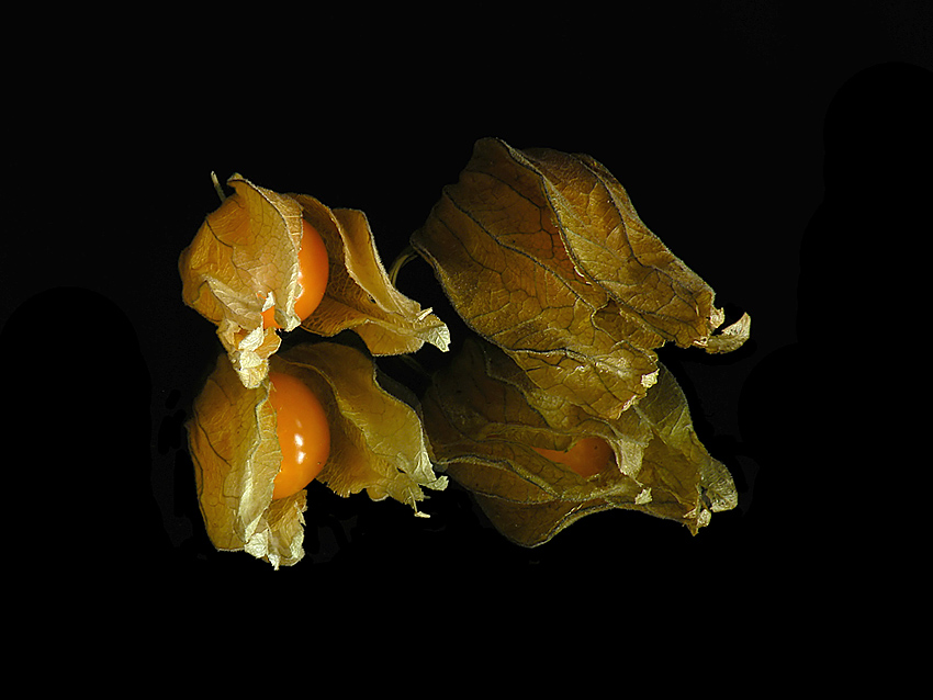 Physalis