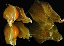 Physalis