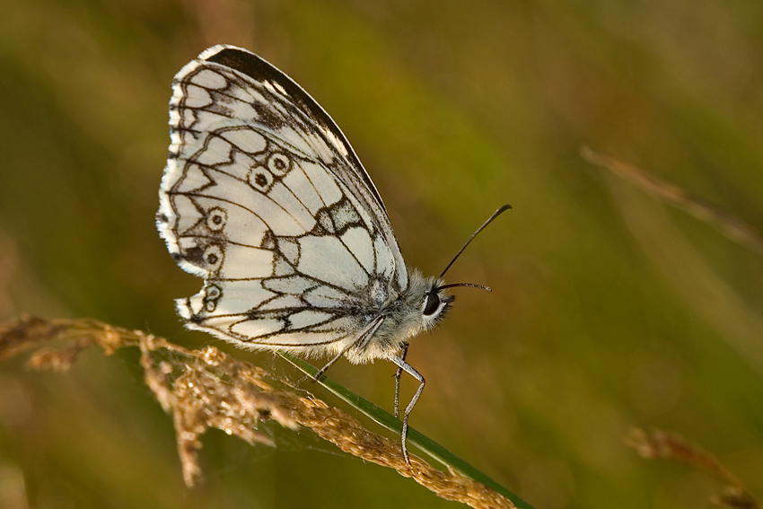 Polowiec szachownica