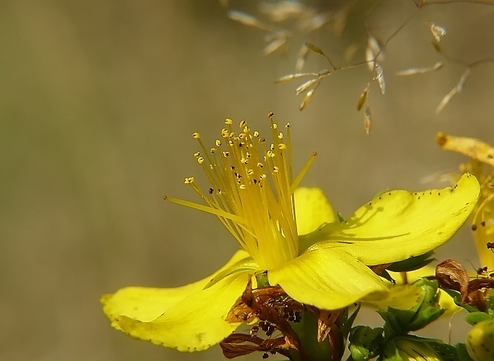 Hypericum L.(Dziurawiec)