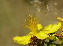 Hypericum L.(Dziurawiec)