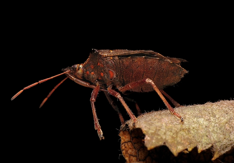 Picromerus bidens(Zbrojec dwuzębny)