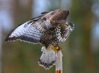 Myszołów zwyczajny (Buteo buteo)