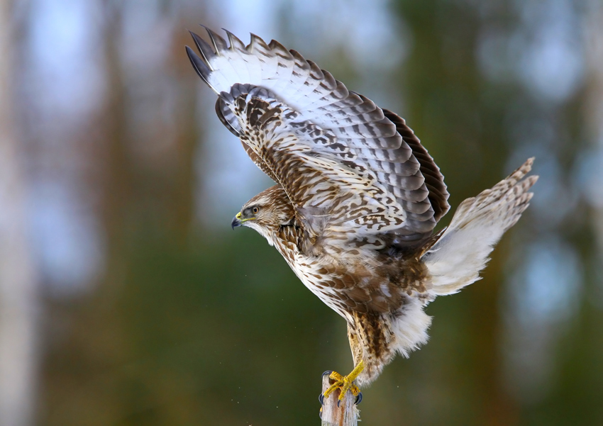 Myszołów zwyczajny (Buteo buteo)